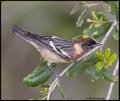 _B216812 bay-breasted warbler